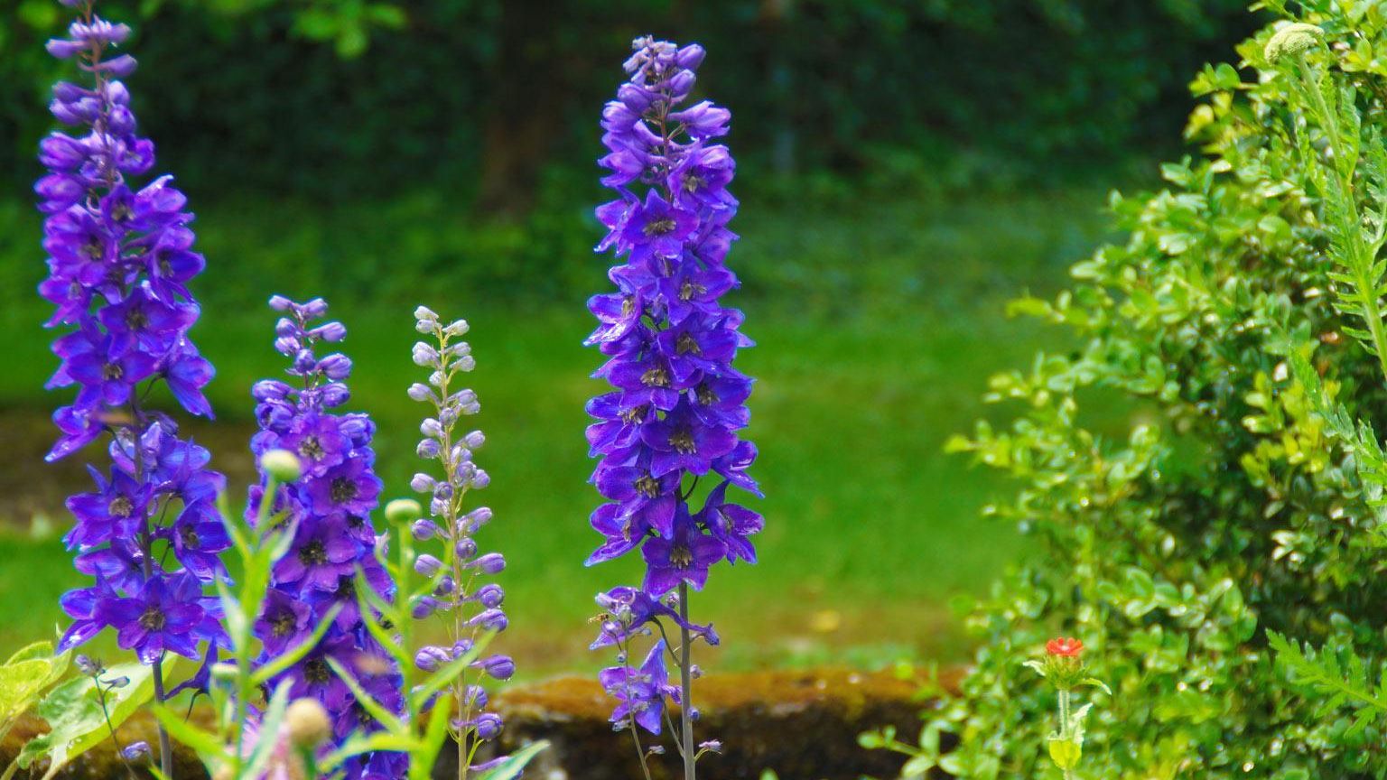 Rittersporn und andere Blumen im Garten des Gaestehauses Birkenhof Alzey